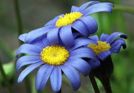 blue:yellow flowers