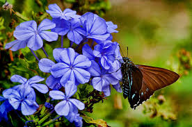 butterfly on plumbago