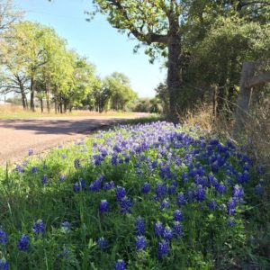 road with bluebonnets