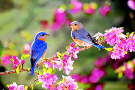 spring birds